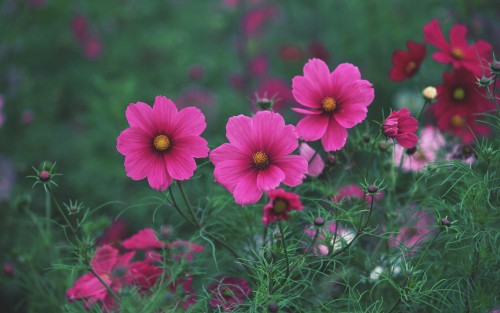 Flowers139.jpg