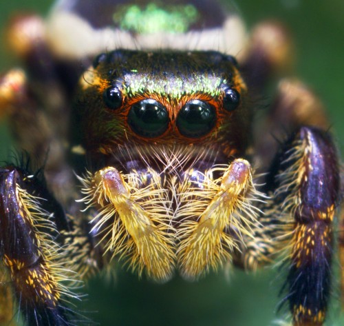 00698432619-UnknownColorfulJumpingSpider.jpg